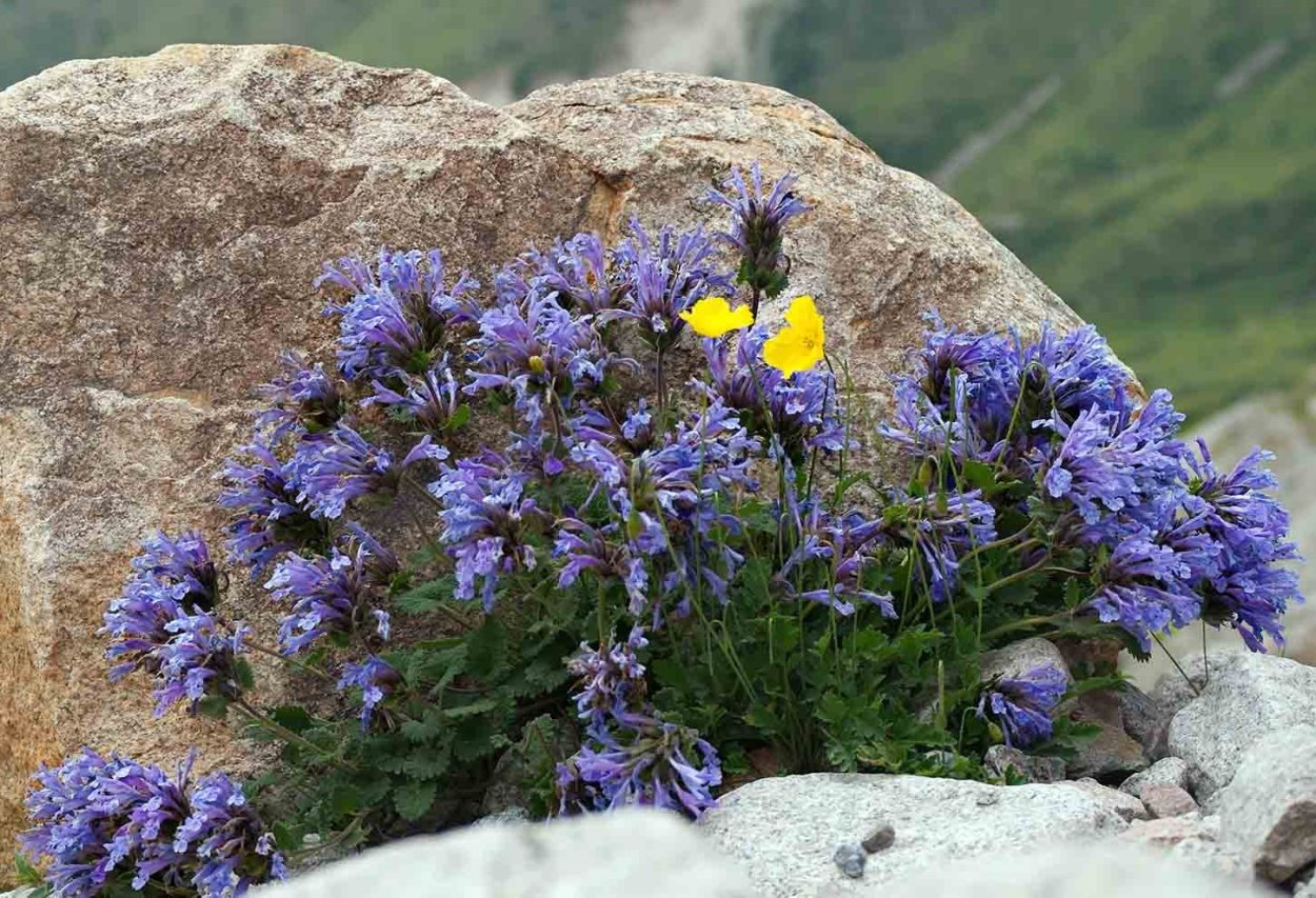 Строение цветковых растений