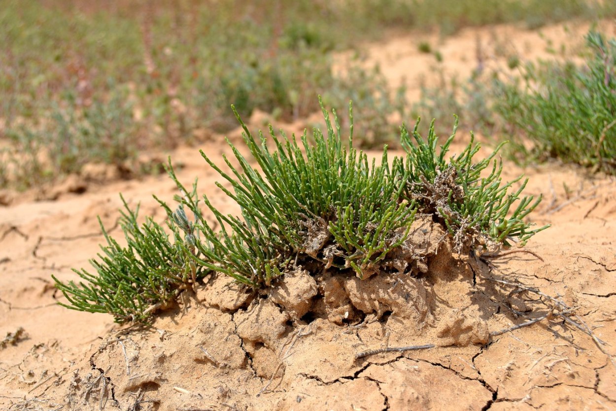 Галогетон скученный
