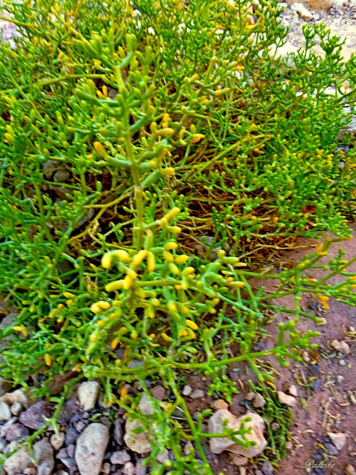 Съедобные галофиты