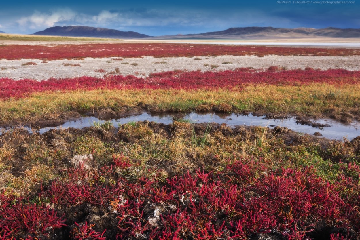 Эльтонский природный парк Флора