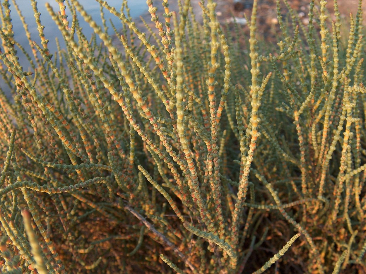 Анабазис солончаковый