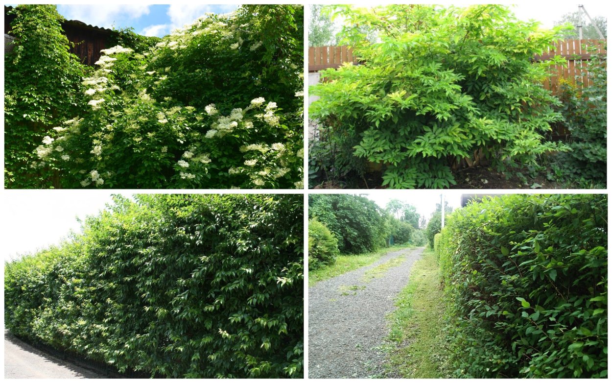 Живая изгородь из бузины черной в парке