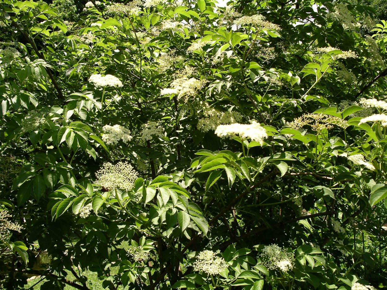 Бузина изгородь Живая кустарник