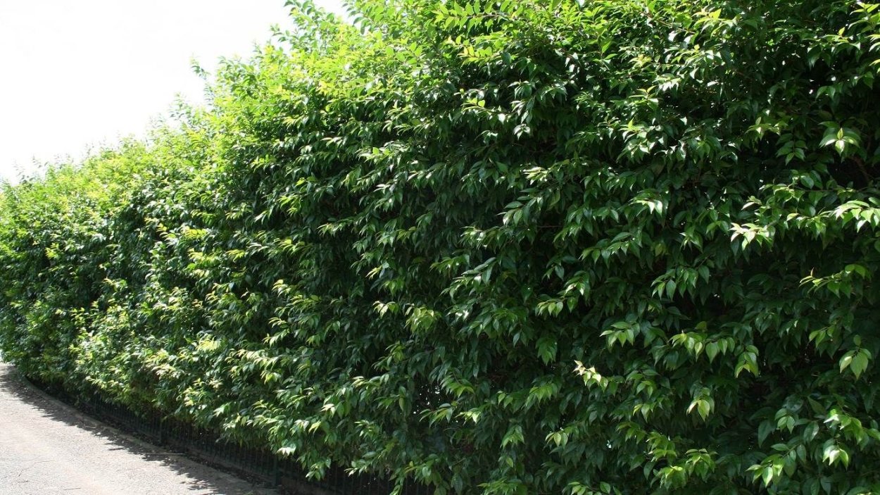 Бузина черная Живая изгородь