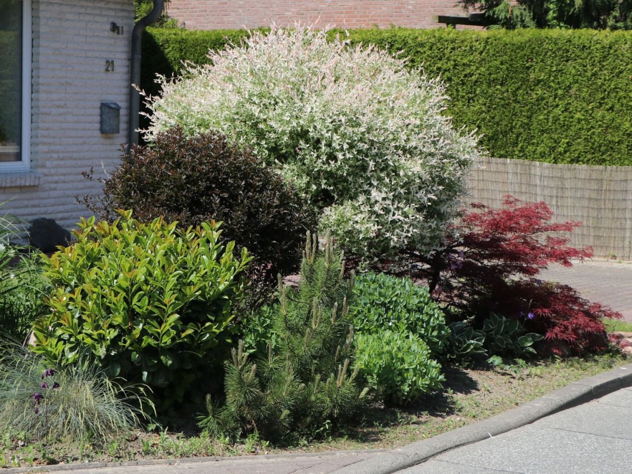 Калина бульденеж изгородь