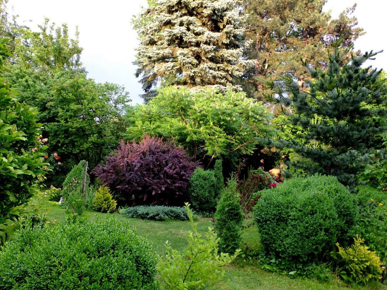 Пузыреплодник калинолистный luteus