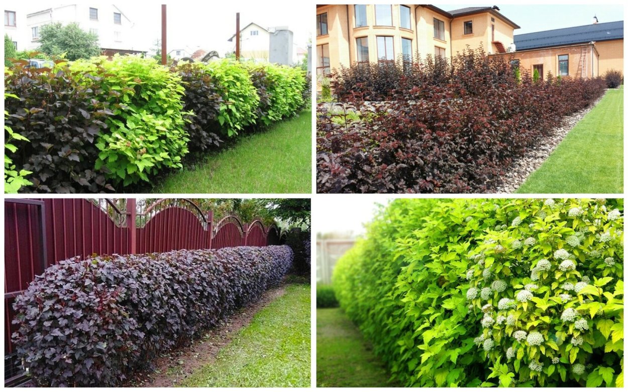 Бирючина Атровиренс