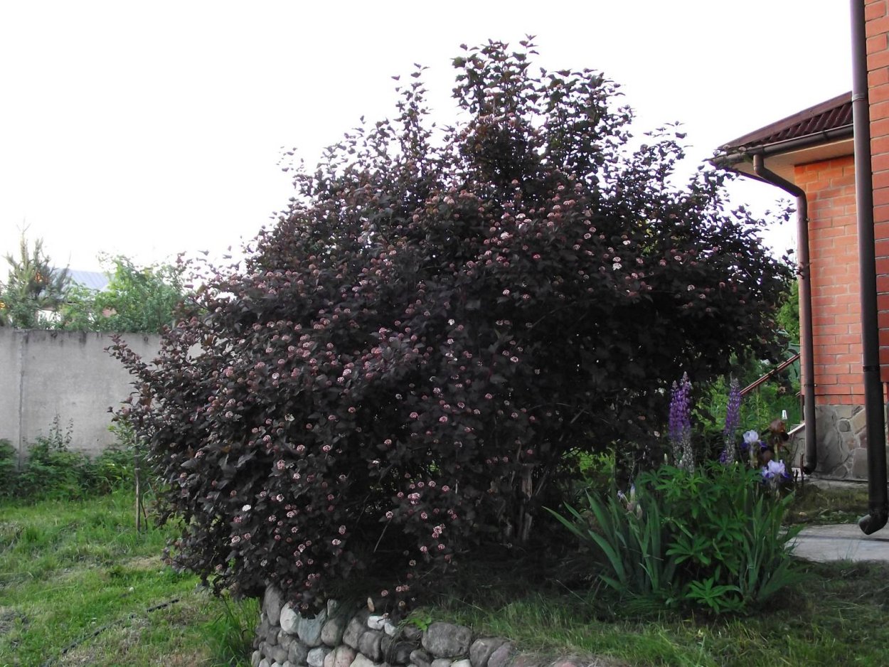 Пузыреплодник диабло Солитер