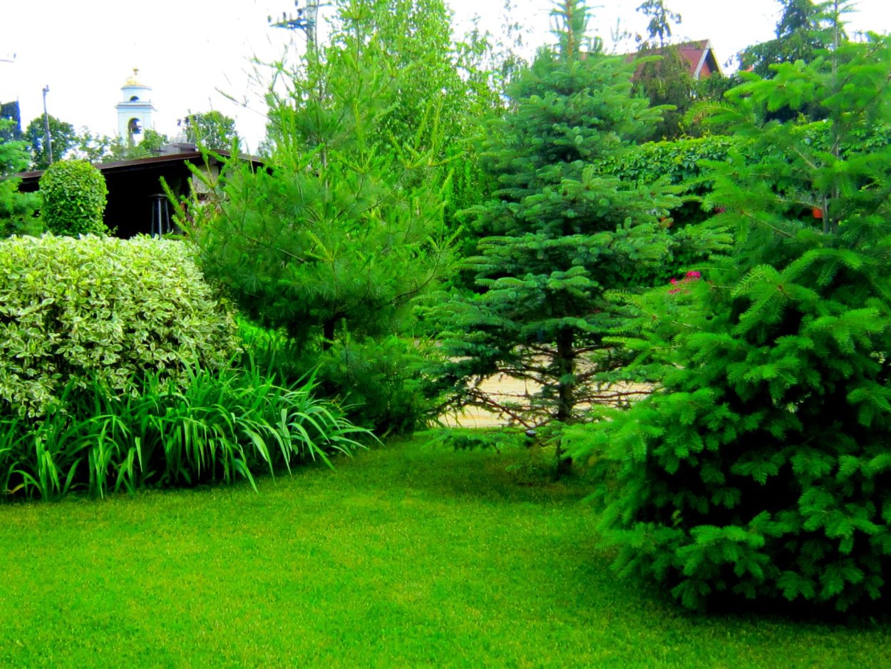 Барбарис Суперба