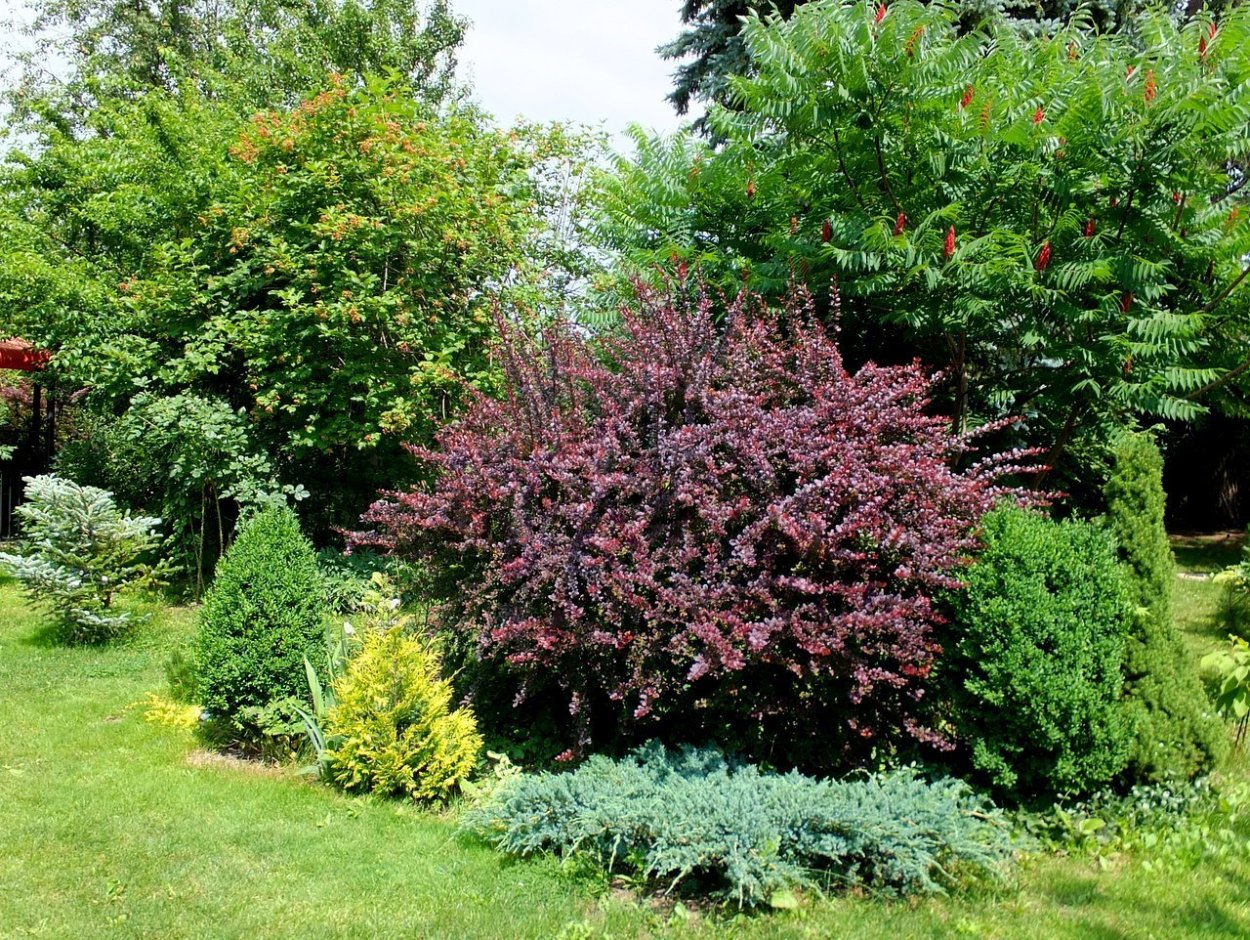 Дерен/ гортензия и спирея