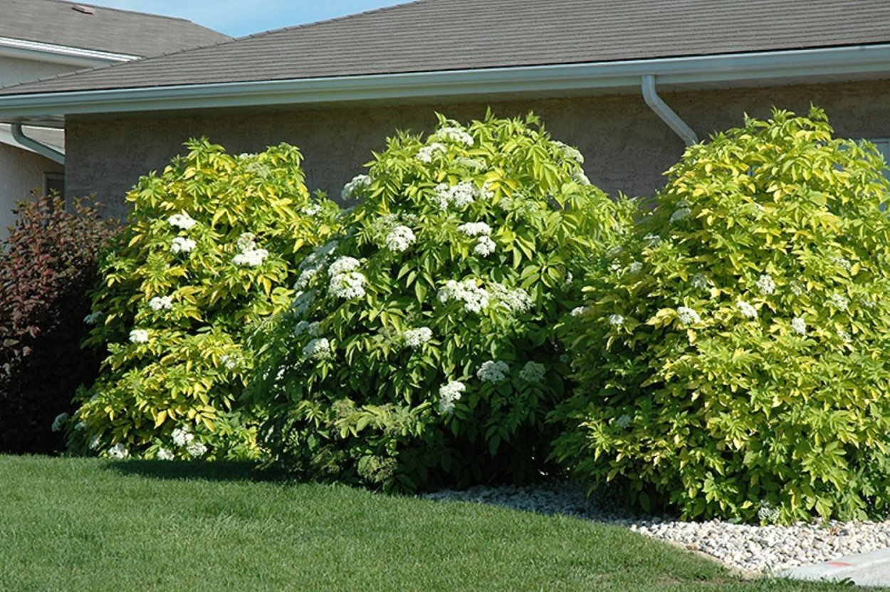 Бузина канадская Ауреа