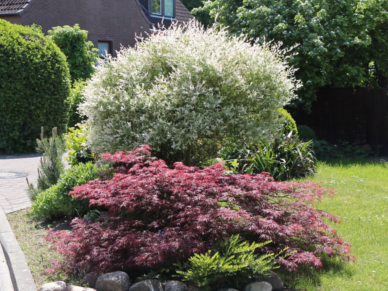 Дерен Элегантиссима ниваки