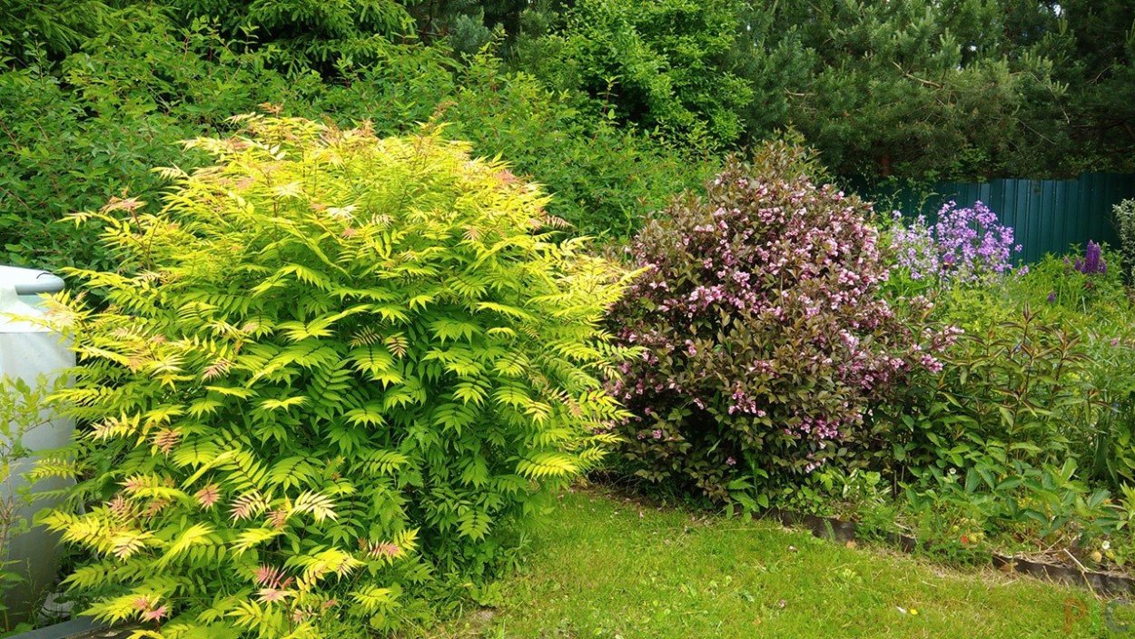 Дерен белый Элегантиссима Cornus Alba elegantissima