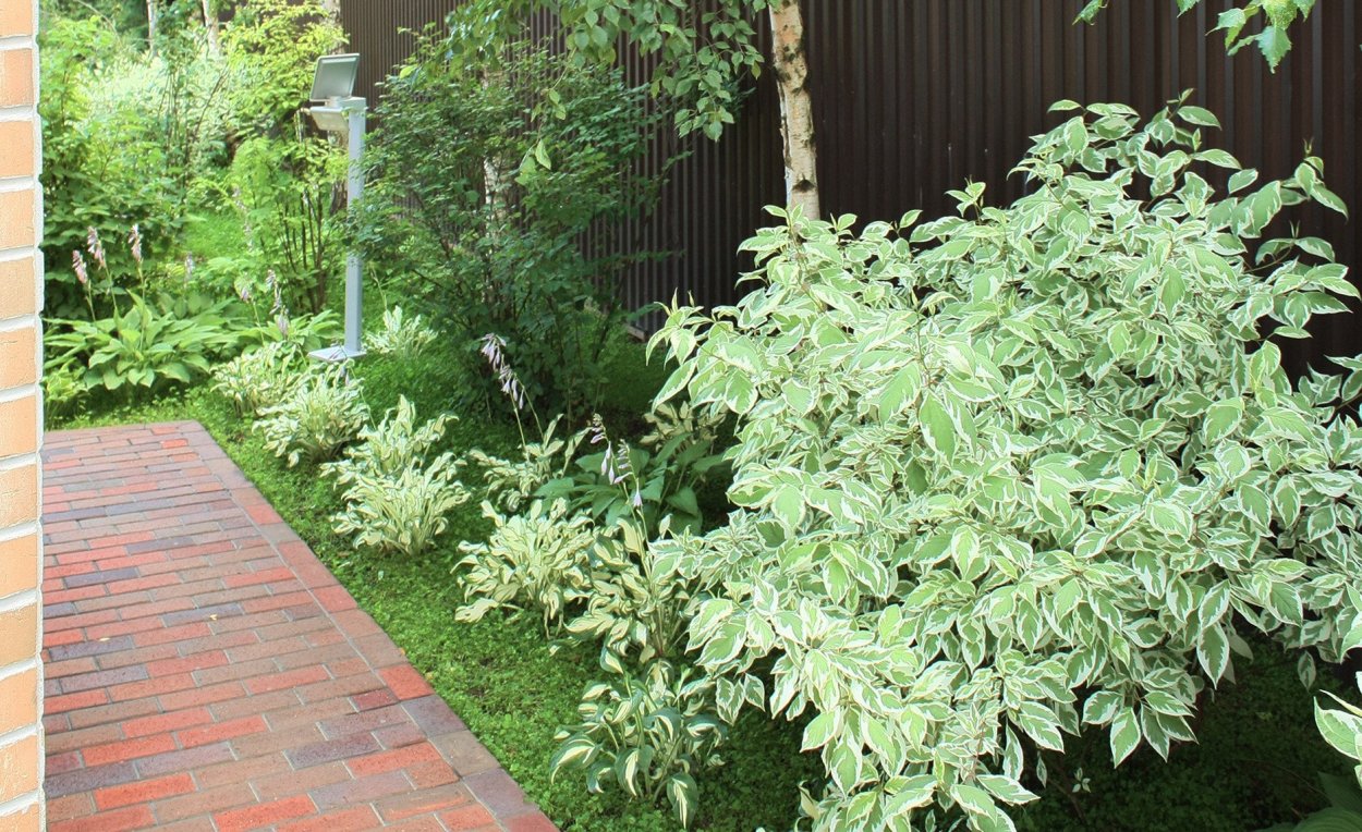 Ива пурпурная Хакуро нишики