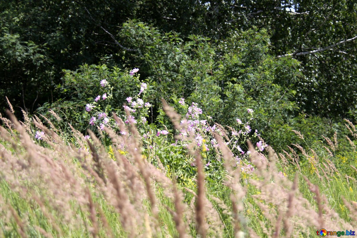Травы растущие вдоль дорог