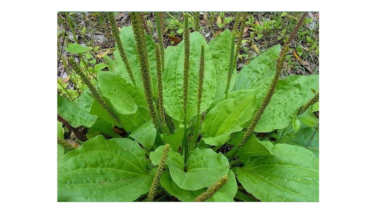 Вейник болотный на болоте