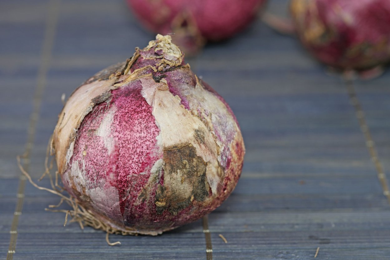 Луковица гиацинта