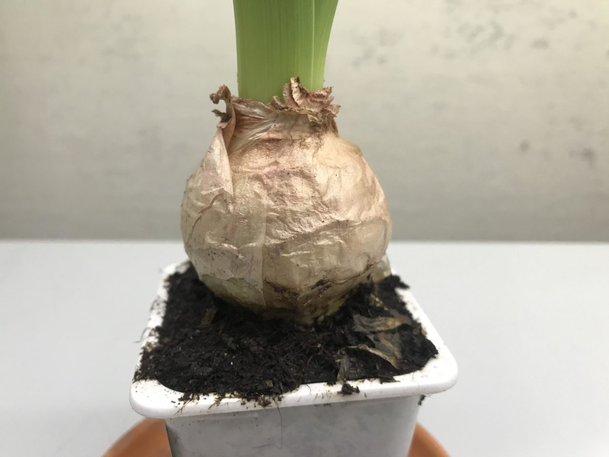 Цветок гиацинт домашний