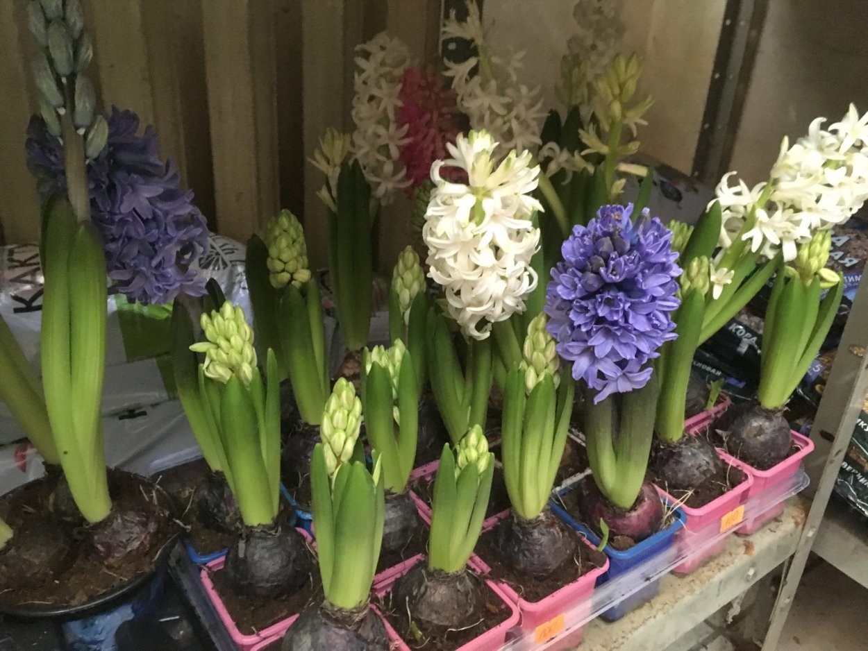 Мускари Крокус тюльпан гиацинт