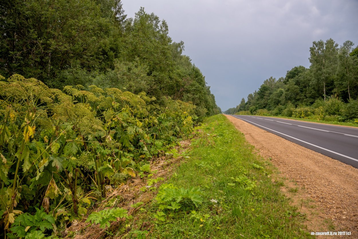 Борщевик вдоль дорог