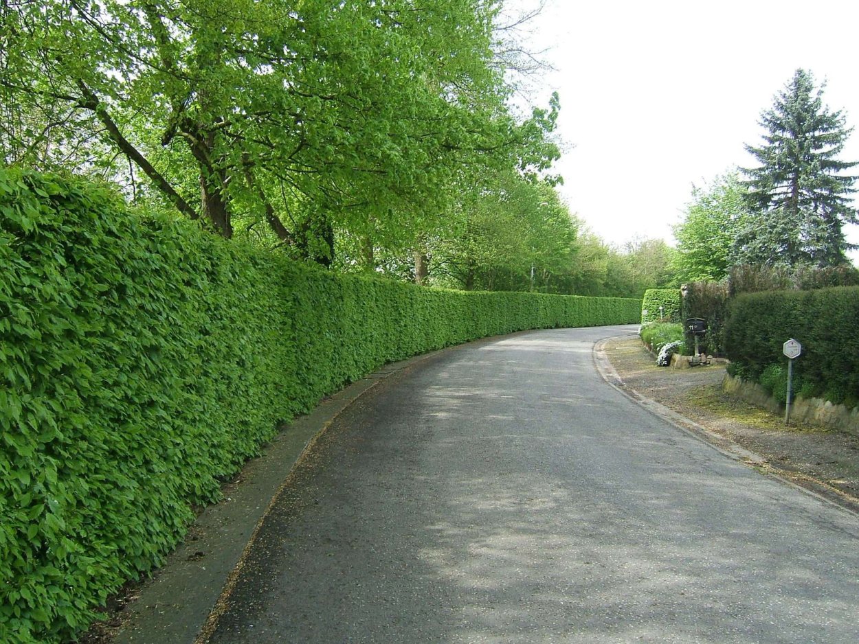 Подорожник Луговой