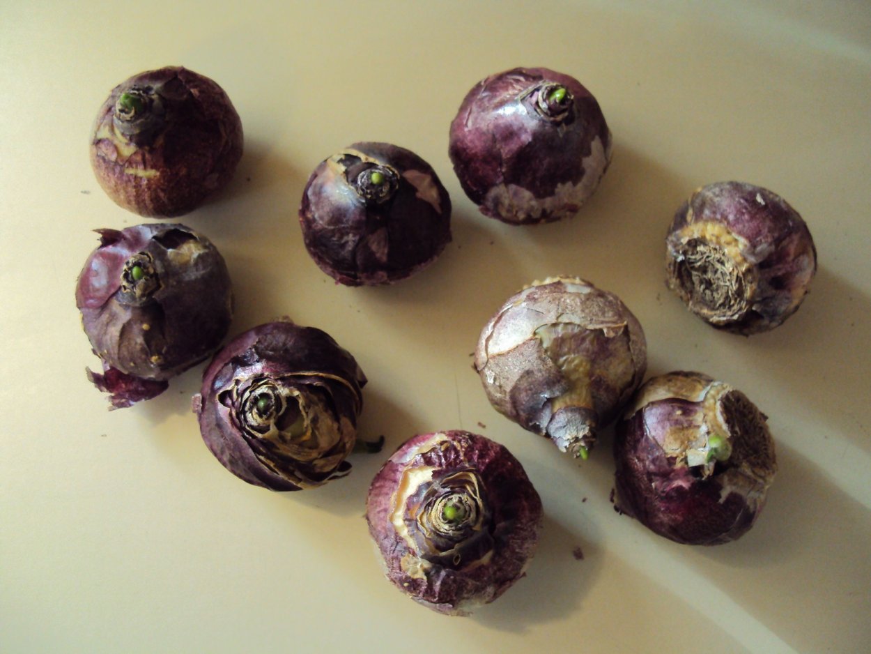 Луковица гиацинта