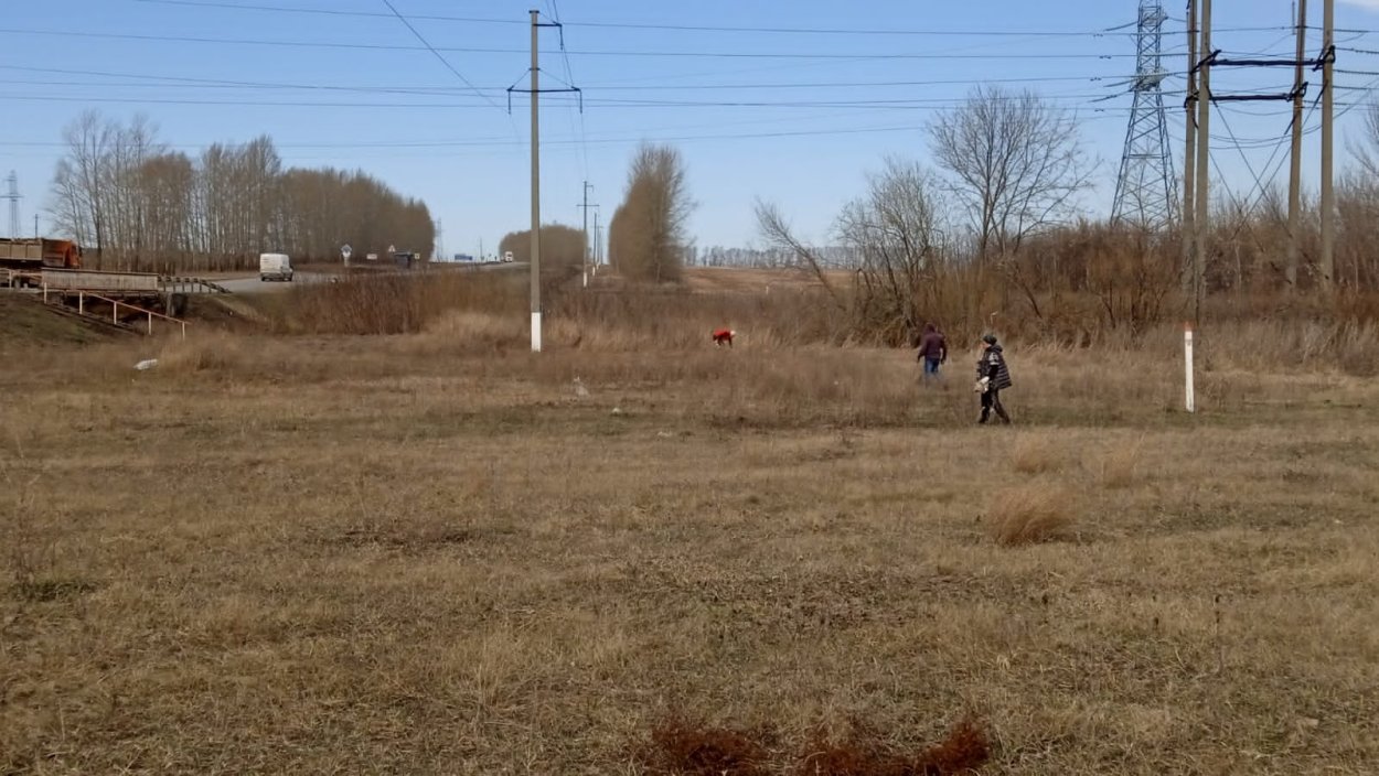 Поля кипрея в Ленинградской области