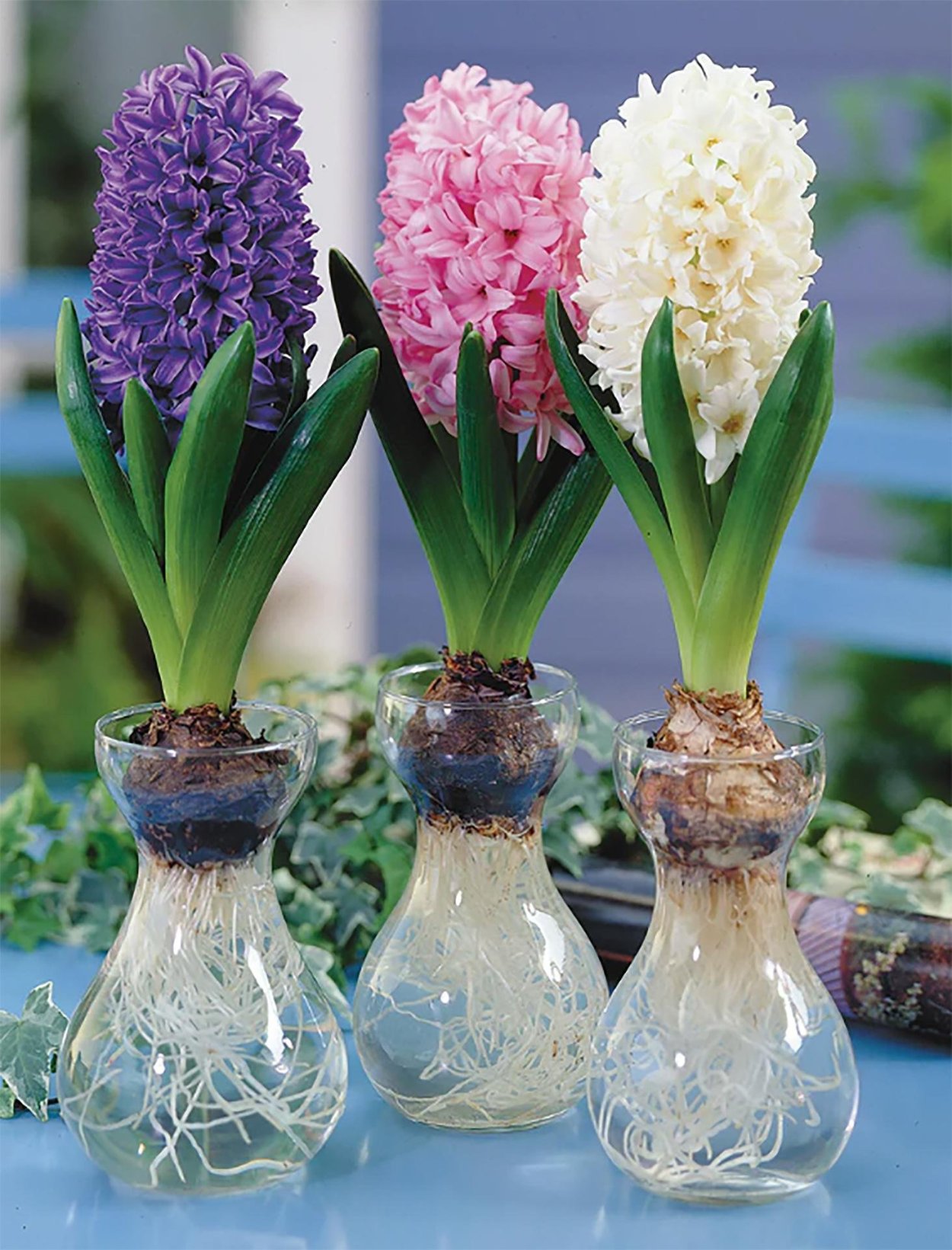 Луковичные растения Нарцисс