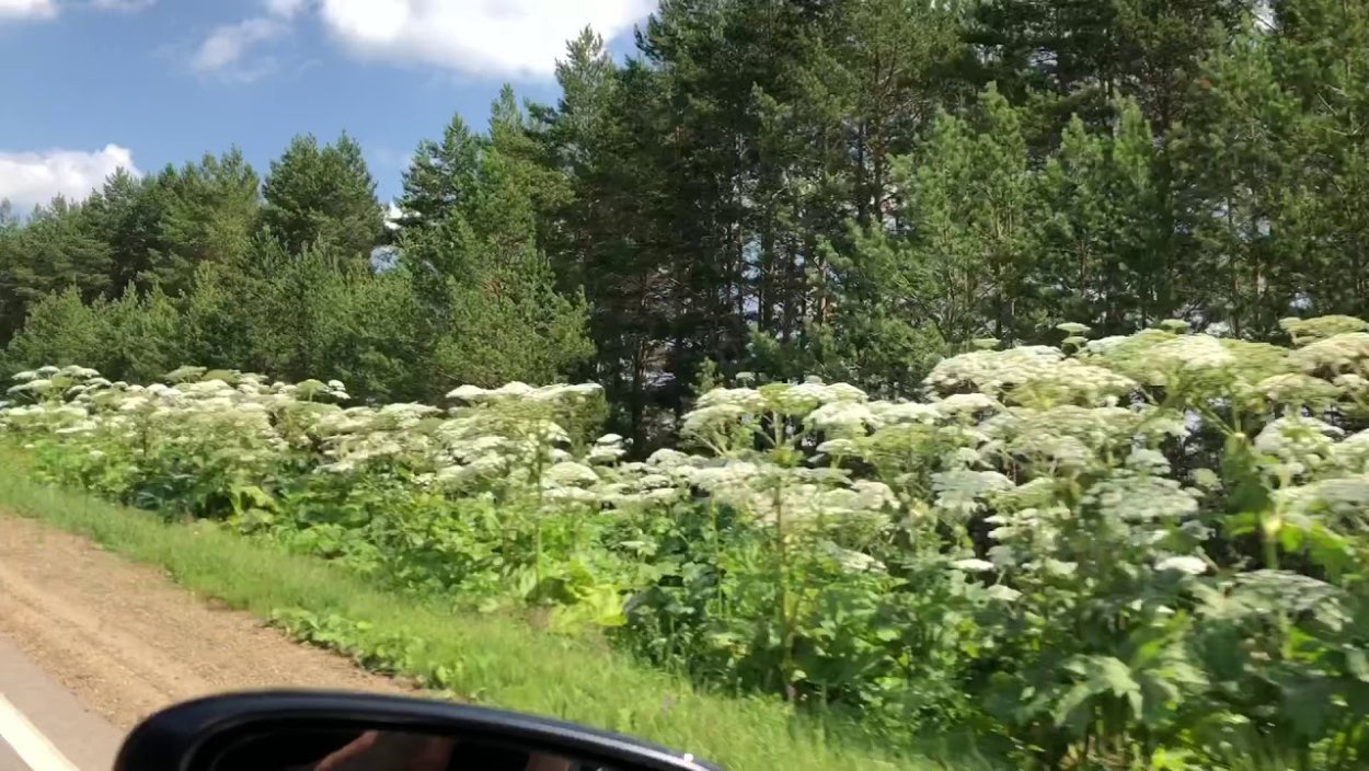 Борщевик Сосновского вдоль дороги