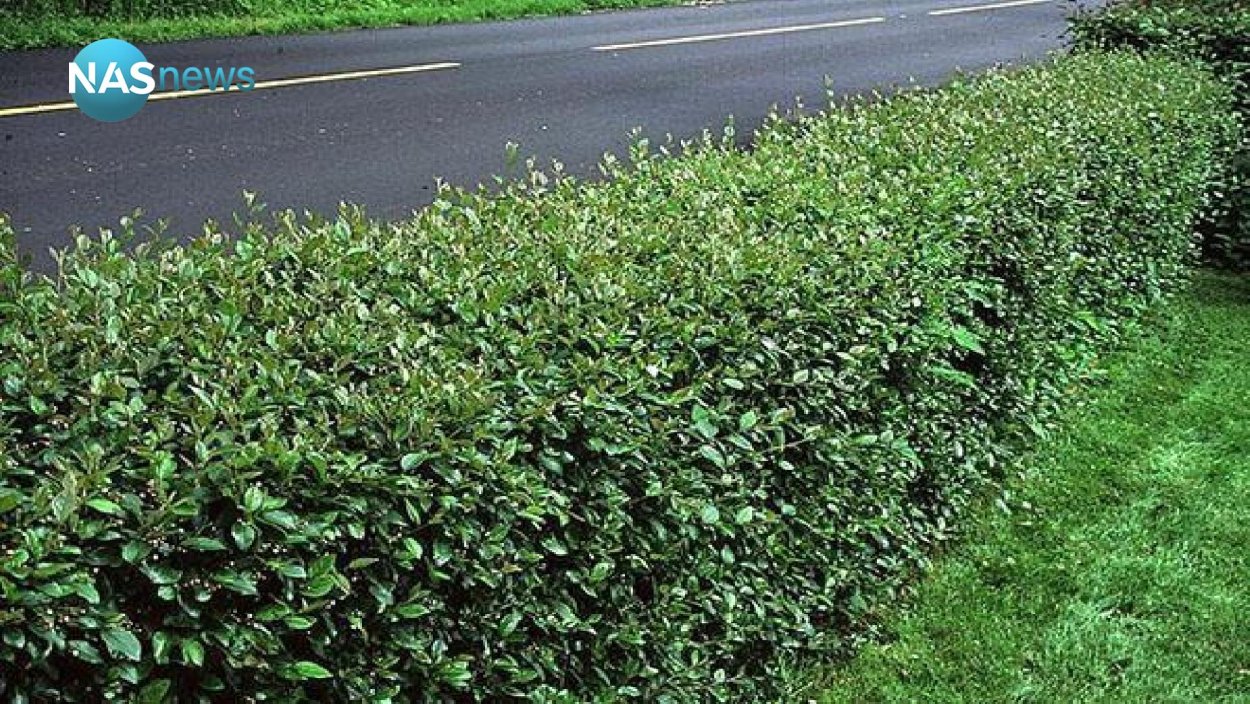 Луг с тропинкой