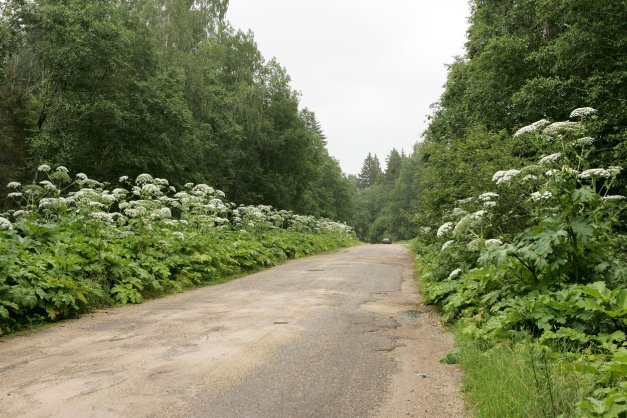 Реалистичная трава