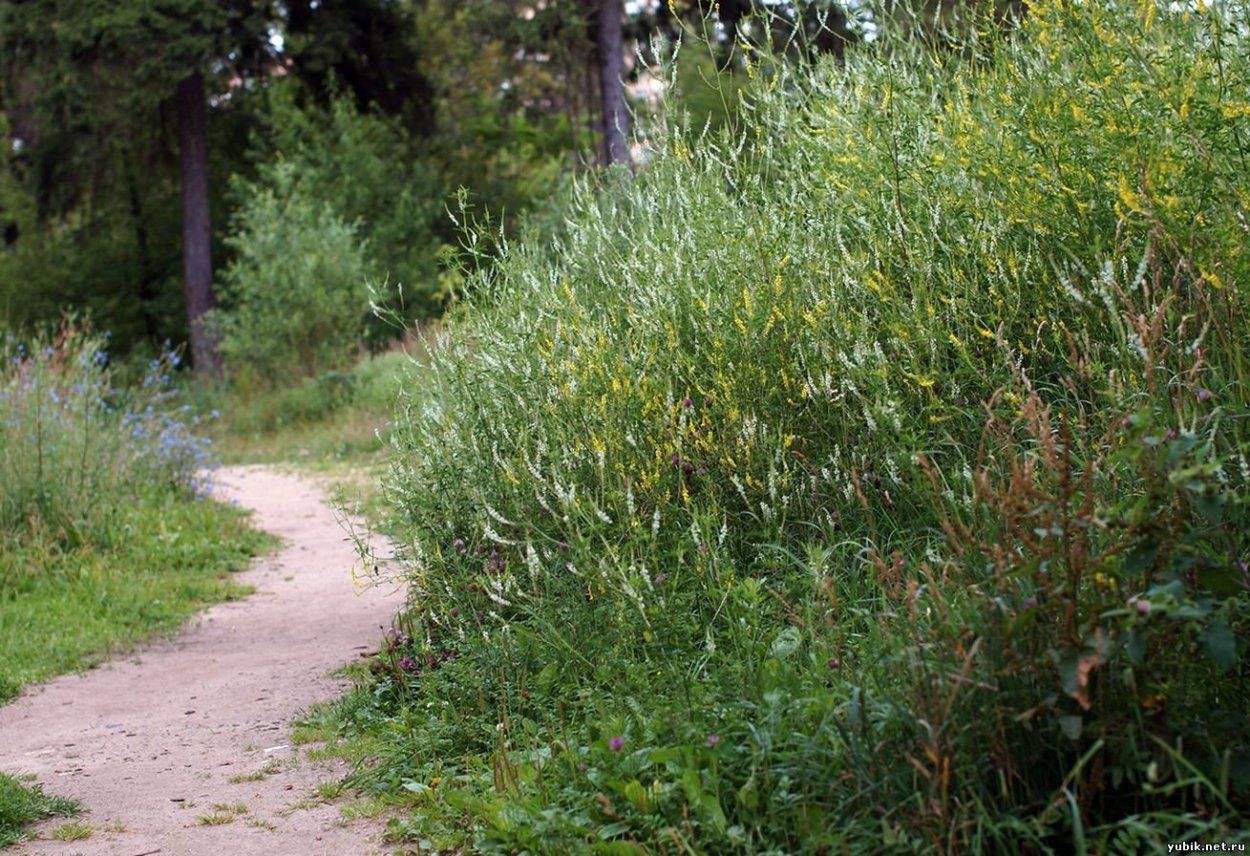 Придорожная сорная растительность