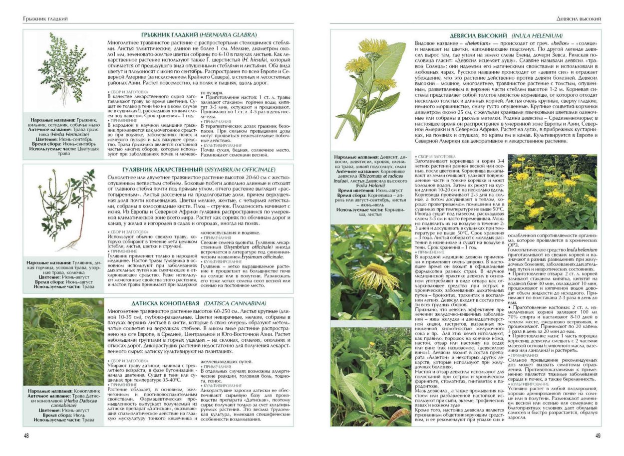 Шалфей Луговой медонос