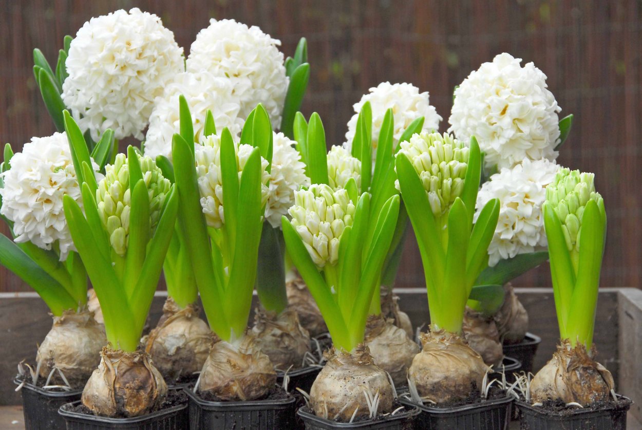 Мускари спринг микс