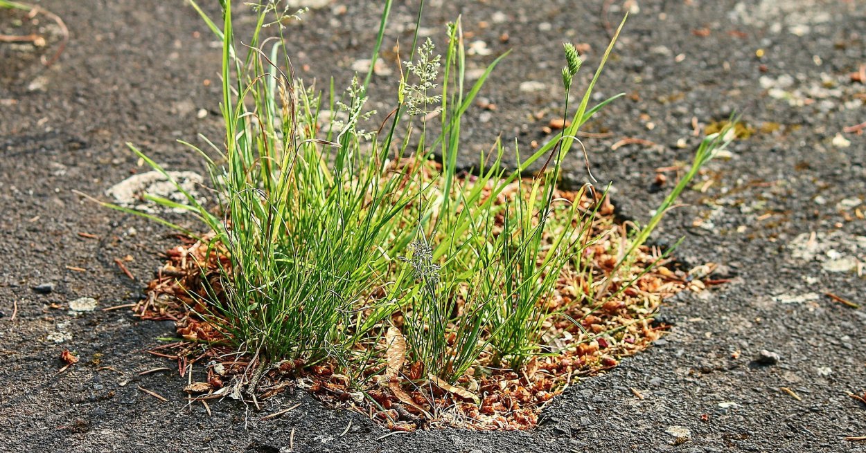 Борщевик Сосновского у дороги