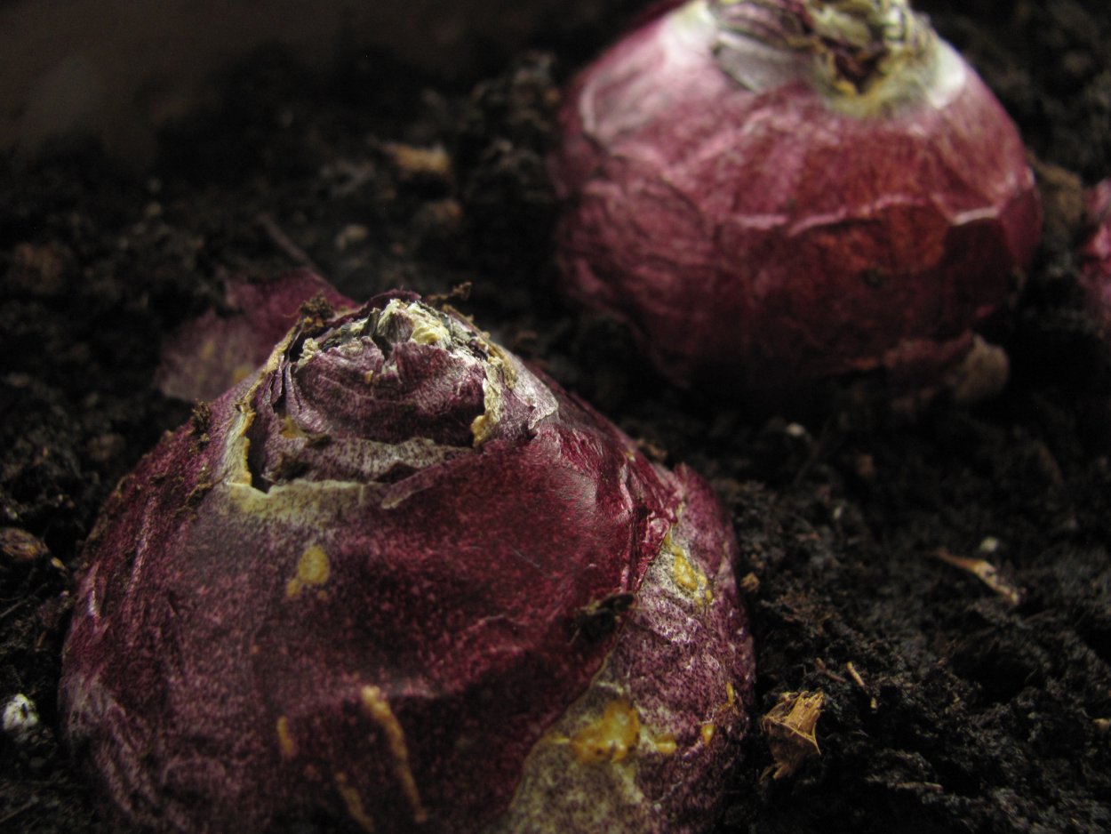 Растрескавшиеся луковицы гиацинтов