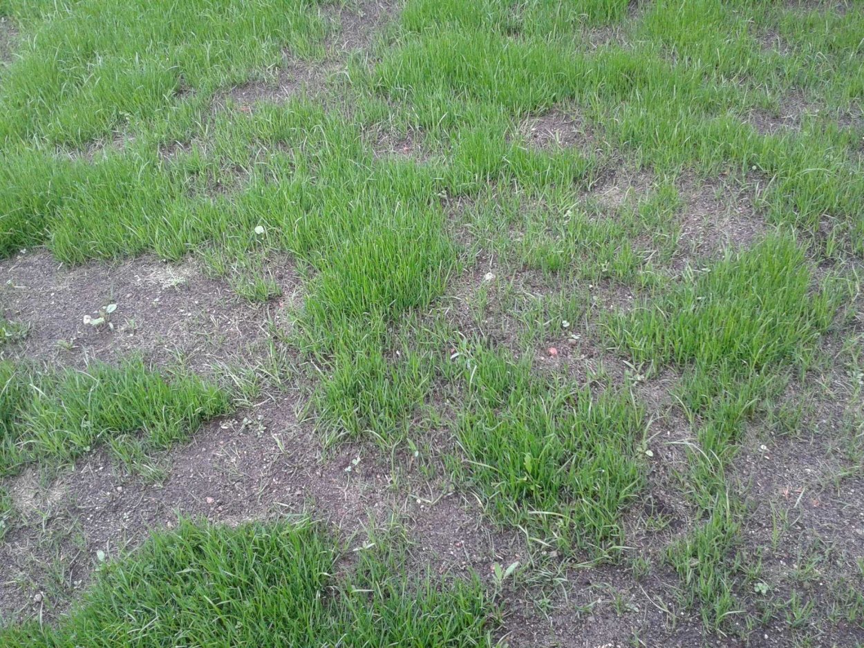 Амброзия вдоль дорог