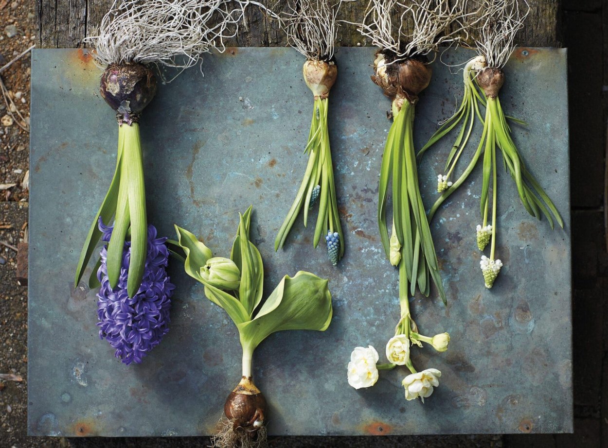 Цветонос у гиацинта