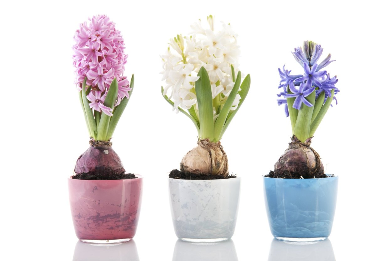 Луковица с ростком гиацинтов