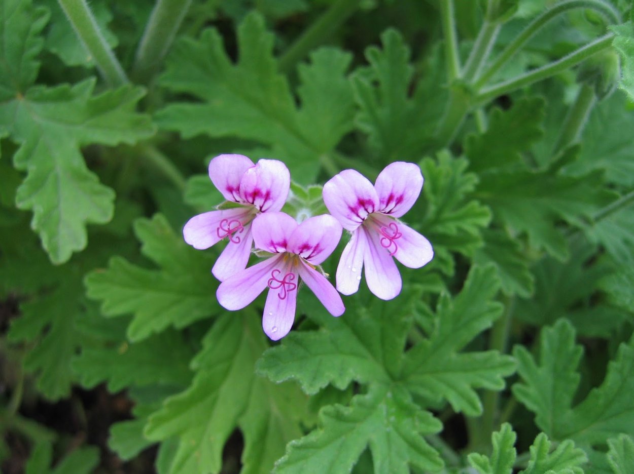 Душистая пеларгония odoratissimum
