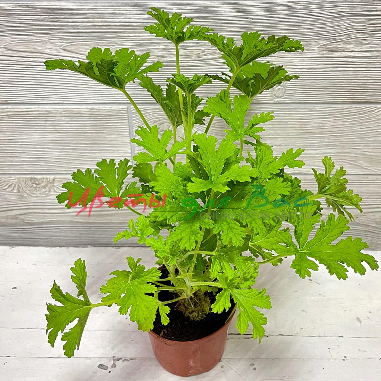 Герань душистая