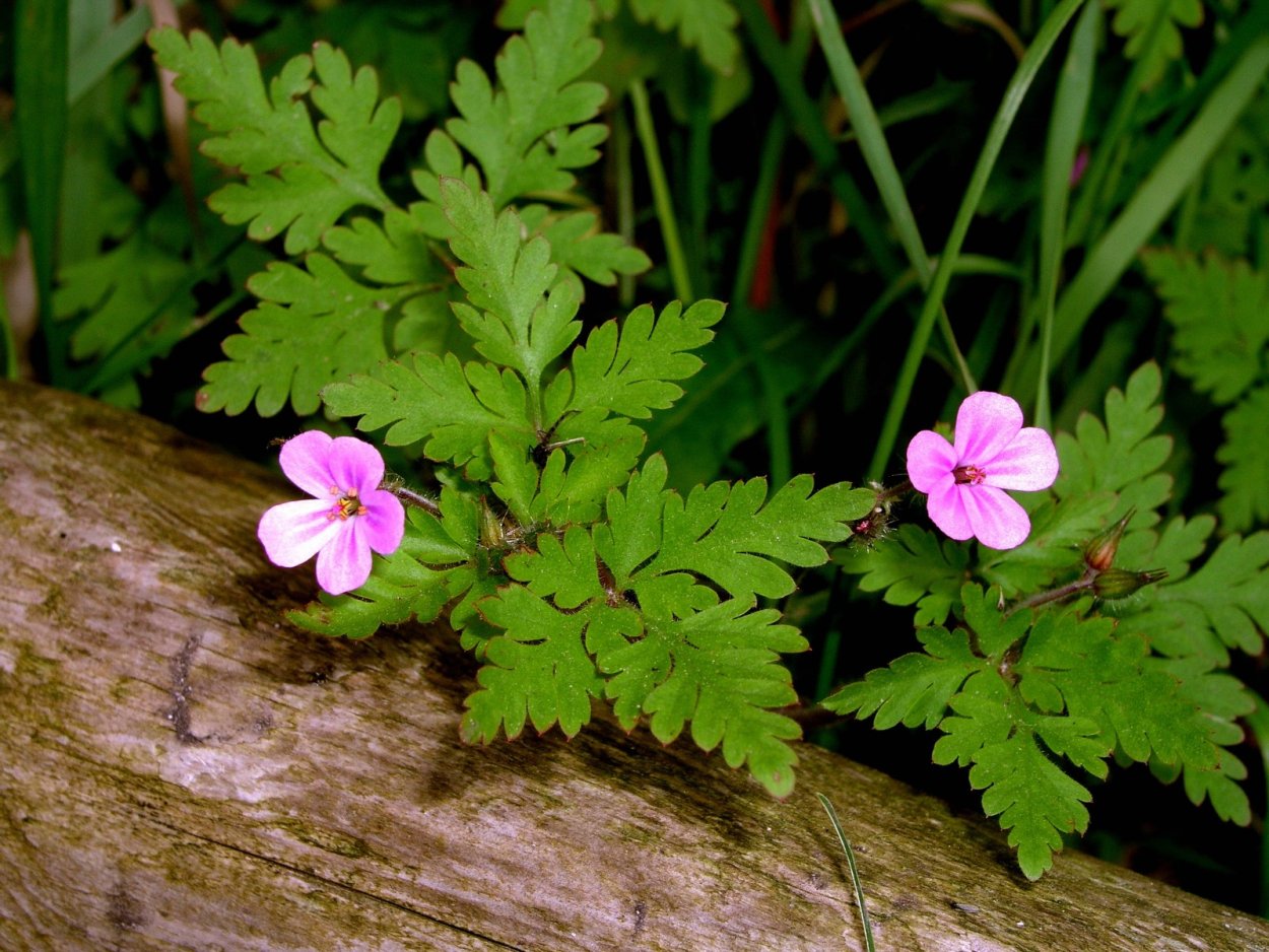 Отросток лимонной герани