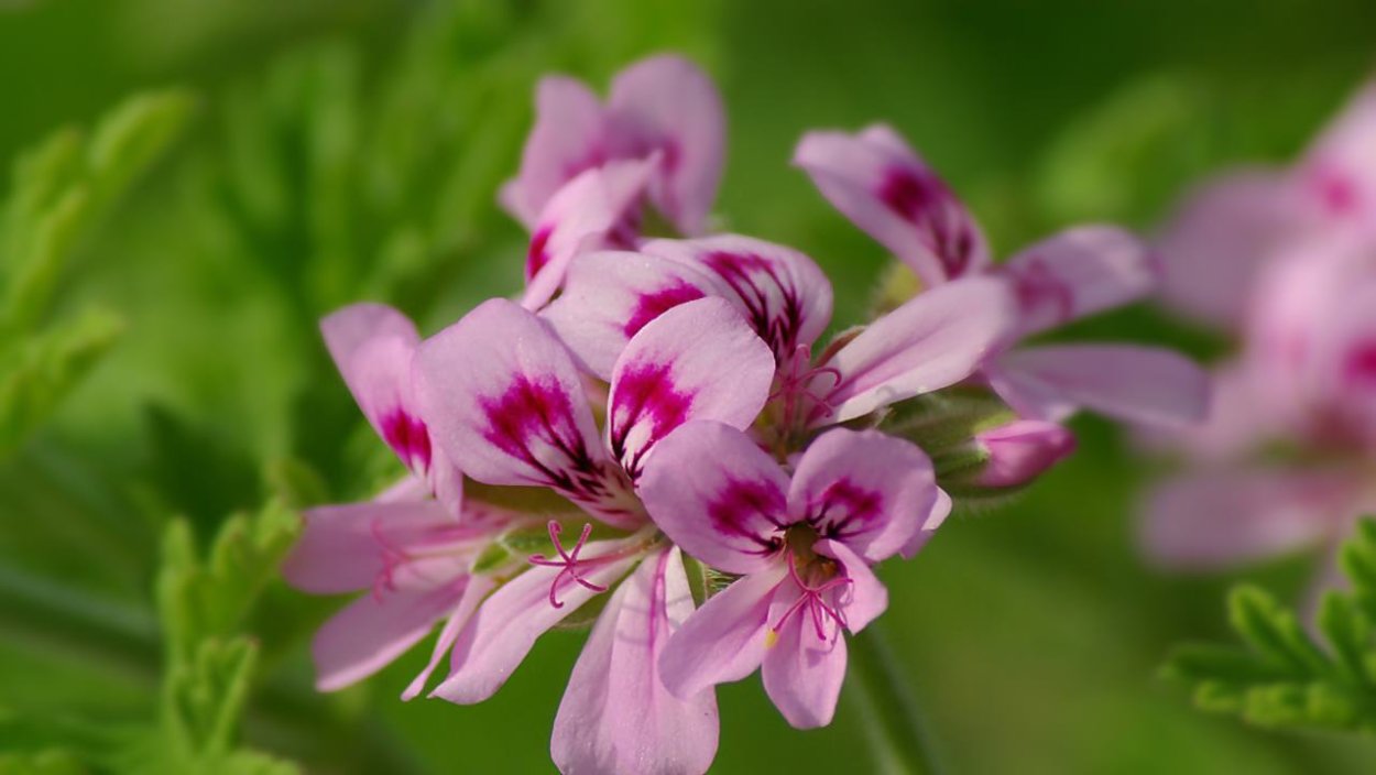 Пеларгония душистая черенкование