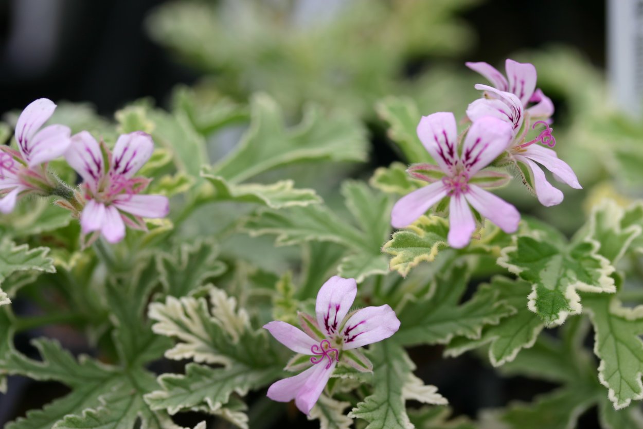 Пеларгония душистая (Pelargonium graveolens