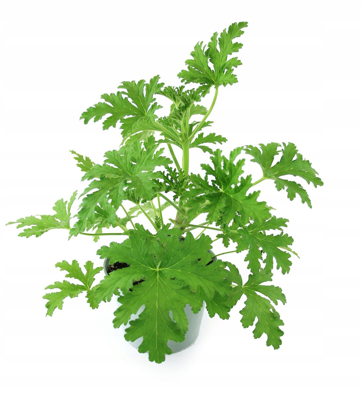 Пеларгония душистая