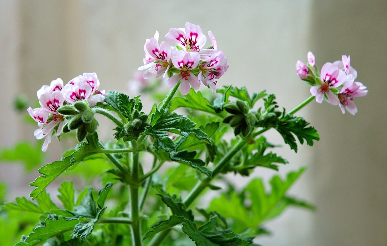 Пеларгония душистая вариегатная