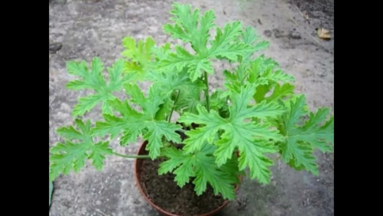 Душистая пеларгония Damascena