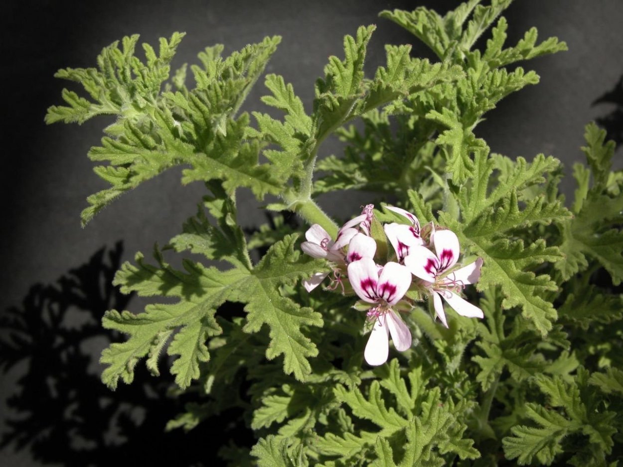 Пеларгония душистая лимонная