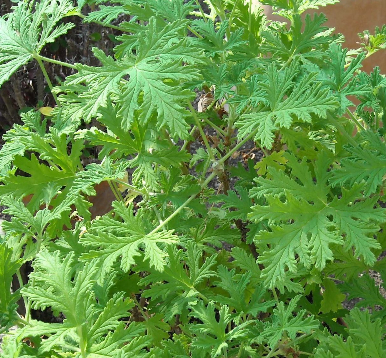 Пеларгония душистая (герань душистая)