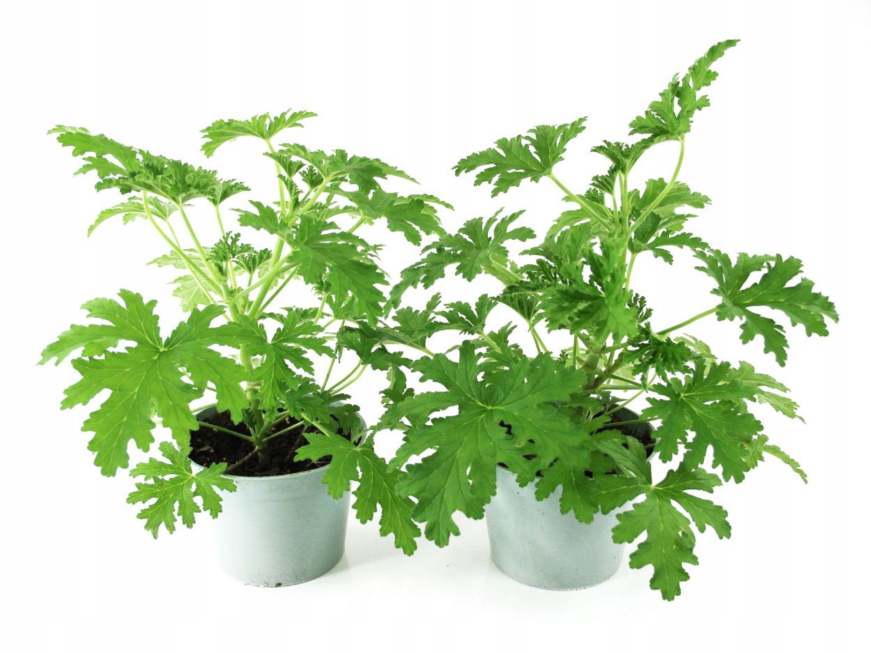 Weihte пеларгония душистая